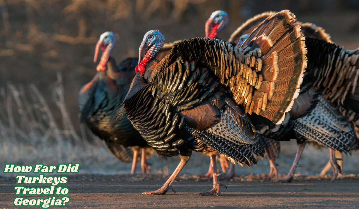 How Far Did Turkeys Travel to Georgia?